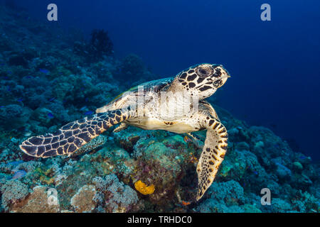 Hawksbill Tartarughe Marine, Eretmochelys imbricata, tufi, Salomone Mare, Papua Nuova Guinea Foto Stock
