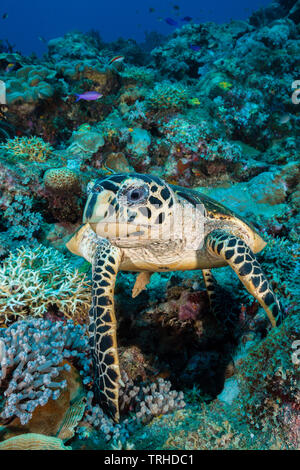 Hawksbill Tartarughe Marine, Eretmochelys imbricata, tufi, Salomone Mare, Papua Nuova Guinea Foto Stock