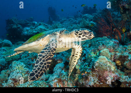 Hawksbill Tartarughe Marine, Eretmochelys imbricata, tufi, Salomone Mare, Papua Nuova Guinea Foto Stock