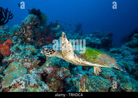 Hawksbill Tartarughe Marine, Eretmochelys imbricata, tufi, Salomone Mare, Papua Nuova Guinea Foto Stock