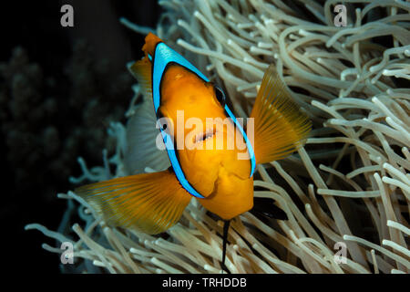 Arancio-pinna, Anemonefish Amphiprion chrysopterus, tufi, Salomone Mare, Papua Nuova Guinea Foto Stock