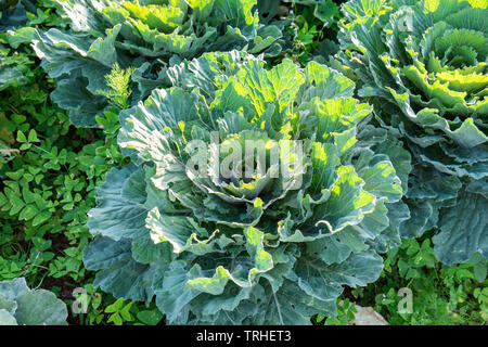Cavolo cappuccio grande organico fresco in giardino Foto Stock