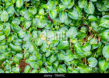 Radici di foglie verde sullo sfondo del modello Foto Stock