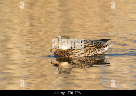 Prese a WWT London Wetland Centre, Barnes Foto Stock