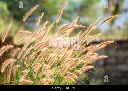 Prato fiore giallo oro soffio di vento Foto Stock