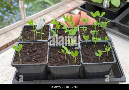 Primo piano di giovani piselli dolci piantine di piselli che crescono in piante vasi di piante nella serra in primavera Inghilterra Regno Unito GB Gran Bretagna Foto Stock