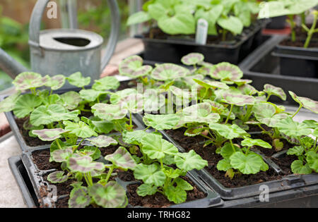 Primo piano di giovani piante di geranio che crescono in vasi di piante vassoi di plastica nella serra in primavera Inghilterra Regno Unito GB Gran Bretagna Foto Stock