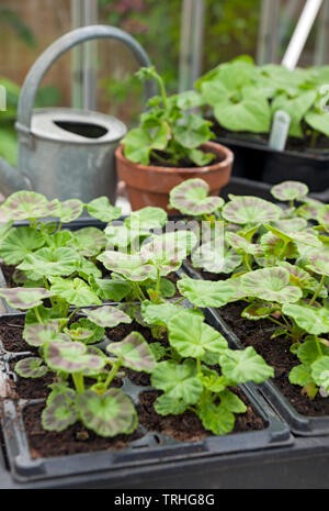 Primo piano di giovani gerani gerani teneri piante che crescono in vaschette di piante in serra Inghilterra Regno Unito Regno Unito Gran Bretagna Foto Stock