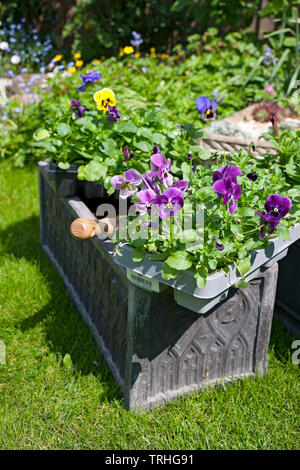 Primo piano di vassoi di Pansies estate fiori biancheria da letto piante da piantare in una pentola di piante attraverso Inghilterra Regno Unito GB Gran Bretagna Foto Stock