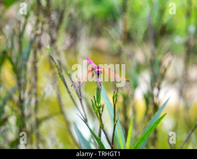 Dragonfly colorato di trattenimento sul top fiore Foto Stock