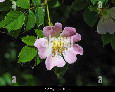 Piuttosto selvatico rosa canina fiore (Rosa canina) e foglie verdi Foto Stock