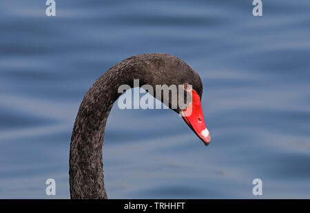 Testa di cigno nera e profilo del collo Foto Stock