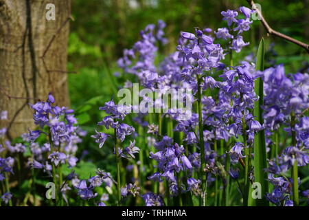 Bluebell fiori al laminatoio laghi in Venezia Foto Stock