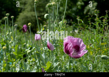 Oriental poppies in un prato di coloratissimi fiori selvatici, al di fuori di Eastcote House Gardens, Pinner, Middlesex, Regno Unito Foto Stock