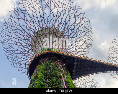 Il lato inferiore del passaggio sopraelevato e telaio in acciaio di un albero artificiale nel Supertree Grove giardino verticale a giardini dalla Baia di Singapore. Foto Stock