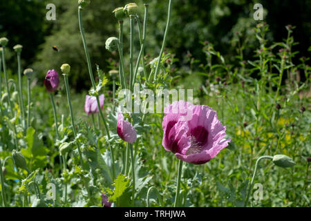 Oriental poppies in un prato di coloratissimi fiori selvatici, al di fuori di Eastcote House Gardens, Pinner, Middlesex, Regno Unito Foto Stock