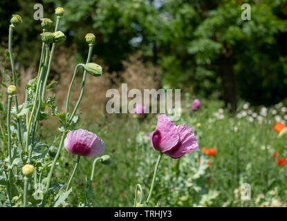 Oriental poppies in un prato di coloratissimi fiori selvatici, al di fuori di Eastcote House Gardens, Pinner, Middlesex, Regno Unito Foto Stock