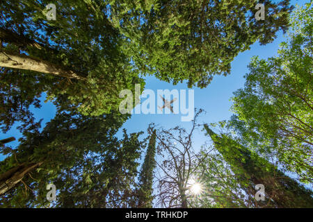 Aeroplano che vola al di sopra della foresta, vista dal basso Foto Stock