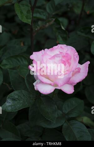 Rose 'rosa promessa " tè ibrido a Owen Giardino di Rose di Eugene, Oregon, Stati Uniti d'America. Foto Stock
