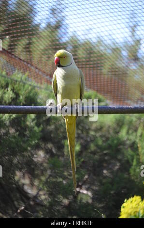 Un giallo-naped Parrot, Amazona auropalliata Foto Stock