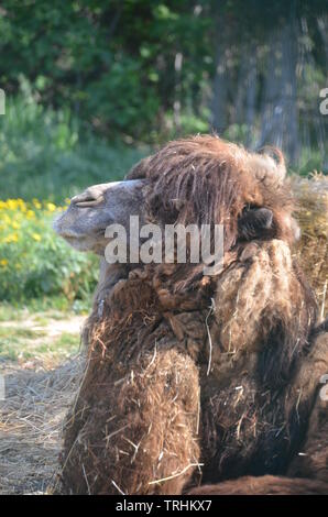 Bactrian camel (Camelus bactrianus) Foto Stock