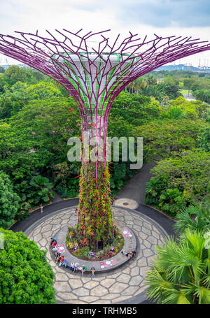 Un albero artificiale giardino verticale nel Supertree Grove a giardini dalla Baia di Singapore. Foto Stock