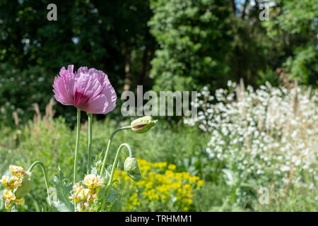 Oriental poppies in un prato di coloratissimi fiori selvatici, al di fuori di Eastcote House Gardens, Pinner, Middlesex, Regno Unito Foto Stock