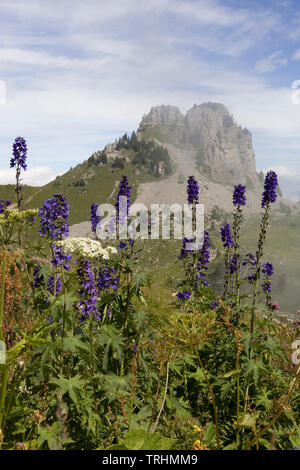 Botanischer Alpengarten, Schynige Platte, Svizzera, con il picco del Oberberghorn nella distanza e una massa di fiori selvatici in primo piano Foto Stock