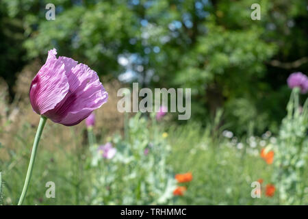 Oriental poppies in un prato di coloratissimi fiori selvatici, al di fuori di Eastcote House Gardens, Pinner, Middlesex, Regno Unito Foto Stock