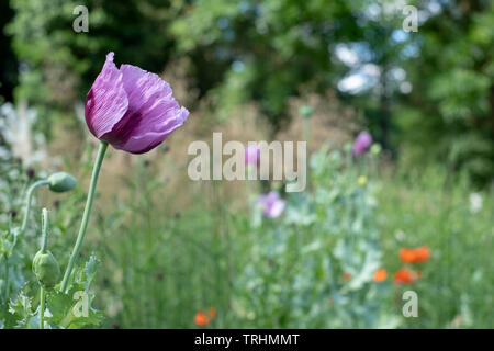 Oriental poppies in un prato di coloratissimi fiori selvatici, al di fuori di Eastcote House Gardens, Pinner, Middlesex, Regno Unito Foto Stock