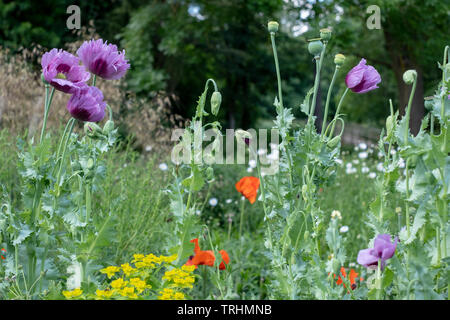 Oriental poppies in un prato di coloratissimi fiori selvatici, al di fuori di Eastcote House Gardens, Pinner, Middlesex, Regno Unito Foto Stock