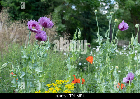 Oriental poppies in un prato di coloratissimi fiori selvatici, al di fuori di Eastcote House Gardens, Pinner, Middlesex, Regno Unito Foto Stock