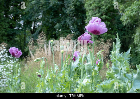 Oriental poppies in un prato di coloratissimi fiori selvatici, al di fuori di Eastcote House Gardens, Pinner, Middlesex, Regno Unito Foto Stock