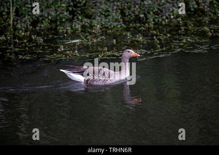 Ritardo di Grey Goose Anser anser nel profilo di nuoto su un lago appartata con una parziale riflessione nell'acqua e fogliame verde scuro dello sfondo Foto Stock