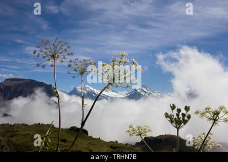 Schynige Platte e le vette del Wetterhorn e Schreckhorn in lontananza, Oberland bernese, Svizzera: Hogweed comune in primo piano Foto Stock