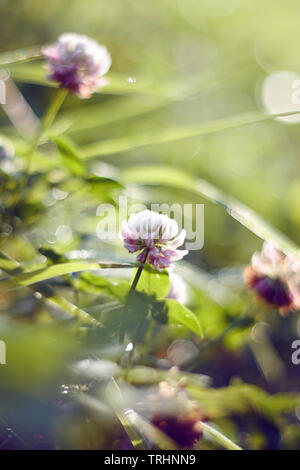 Bianco-rosa fluffy bellissimi fiori di un trifoglio giovane crescente tra l'erba, illuminato dalla luce Foto Stock