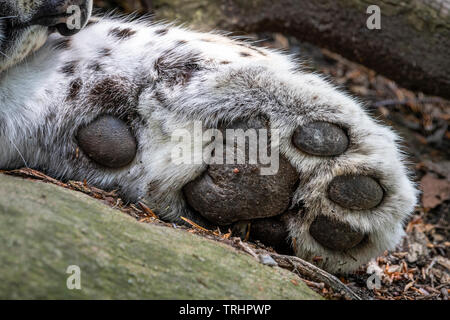 Parte anteriore zampa sinistra del maschio di leopardo persiano Foto Stock