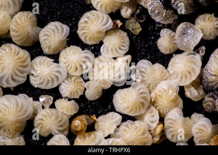 I foraminiferi, Elphidium crispum, Sargassum muticum, Dorset, Regno Unito Foto Stock