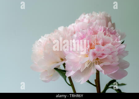 Dettaglio di tre grandi Peonia fiori in piena fioritura contro uno sfondo bianco con più petali Foto Stock