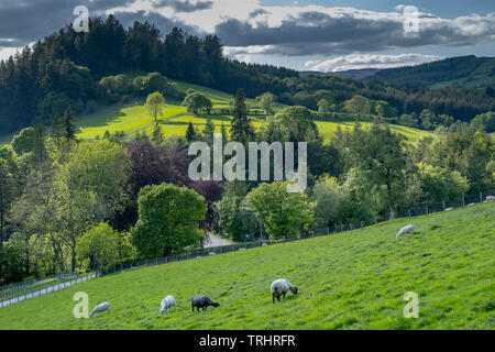 Le pecore al pascolo vicino il Lake Vyrnwy, nel mezzo del Berwyn mountain range, POWYS, GALLES Foto Stock