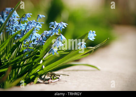 Blue fiori delicati scilla, che fiorisce in primavera in aprile ed è illuminata dalla luce del sole. Foto Stock