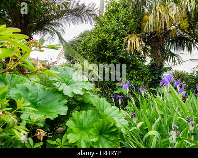 Trachycarpus fortunei, Dicksonia antartide e una camelia si trovano sopra Darmera peltata e Iris laevigata 'variegata' in un giardino esotico Foto Stock