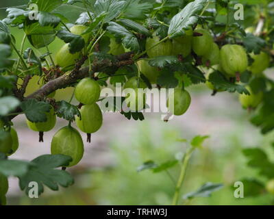 Ribes verde su un ramo Foto Stock