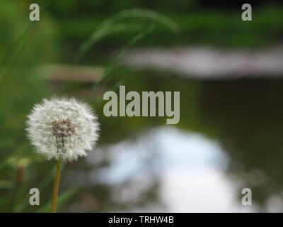 Soffice bianco taraxacum seme head Foto Stock