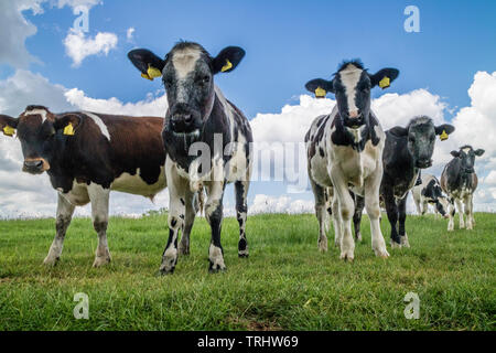 Holstein il frisone bull vitelli, England, Regno Unito Foto Stock