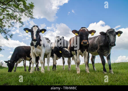 Holstein il frisone bull vitelli, England, Regno Unito Foto Stock