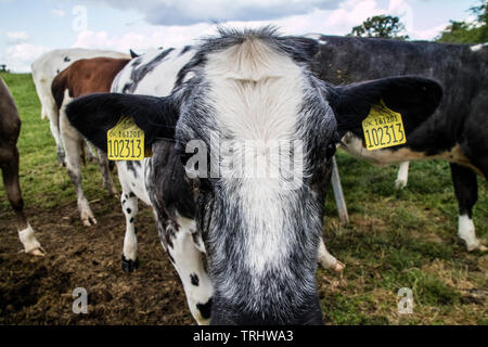 Holstein il frisone bull vitelli, England, Regno Unito Foto Stock