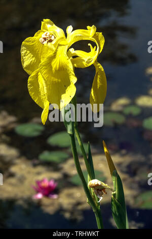 Bandiera gialla acqua fiore di Iris, Iris pseudacorus, laghetto in giardino Foto Stock
