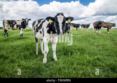 Holstein il frisone bull vitelli, England, Regno Unito Foto Stock