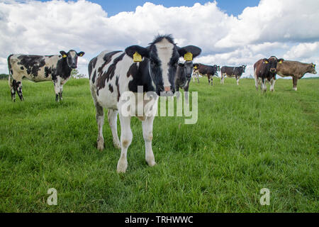 Holstein il frisone bull vitelli, England, Regno Unito Foto Stock